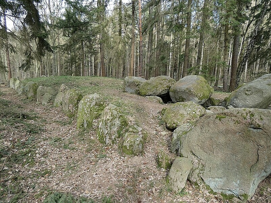 A very large and impressive neolithic long barrow grave in a plantation, apparently from the funnel beaker period. It is lined by 50 stones which are about 1,5 m to 1,8 m  high.  The chamber is quite big, about 7 m by 1,6 m to 2 m, with four large top stones. The stones are covered in green moss and old, brown leaves and needles from the trees are covering the ground.