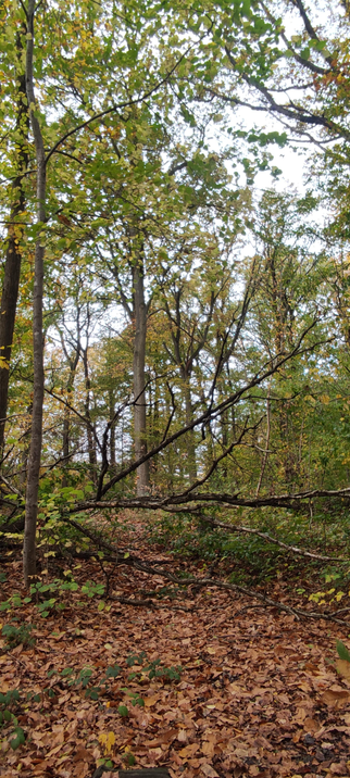 Sous-bois automnal où un tronc tombé barre le sentier recouvert de feuilles brunes. Les arbres encore verts et dorés forment une voûte légère au-dessus du chemin, baignée d’une lumière douce et grise. L’atmosphère est calme, humide et un peu sauvage, typique d’un matin de trail en forêt