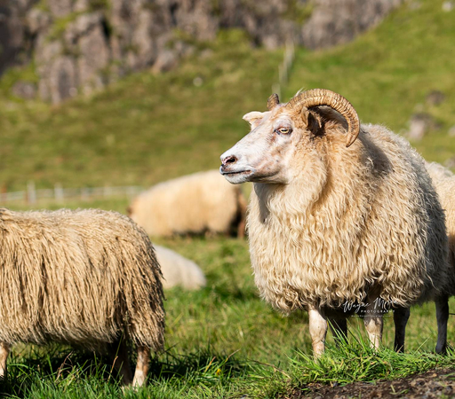 Icelandic Ram – The Noble Watcher

Standing tall against the rocky green backdrop, this magnificent Icelandic ram surveys his surroundings with calm authority. His spiral horns and thick, cream-colored fleece reflect centuries of natural adaptation and selective breeding. The Icelandic sheep is one of the world’s oldest and purest livestock breeds, brought by Viking settlers more than 1,100 years ago.

These resilient animals have thrived for generations in Iceland’s rugged environment, enduring cold winds, long winters, and remote highlands. Their double-layered wool, warm and weather-resistant, has been an essential part of Icelandic life and craftsmanship for centuries. Each autumn, during the réttir, communities come together to round up the flocks—a timeless ritual that celebrates both culture and connection to the land.

This portrait captures not just an animal, but a living link to Iceland’s enduring spirit, heritage, and beauty.

Image:
https://fineartamerica.com/featured/icelandic-ram-the-noble-watcher-wayne-moran.html

Read more:
https://waynemoranphotography.com/blog/chasing-light-across-iceland-our-21-day-adventure/

#Ram #Sheep #Iceland #nature #travelPHotogrpahy #Landscape #landscapes #art #fineart 

#ayearforart #buyintoart
