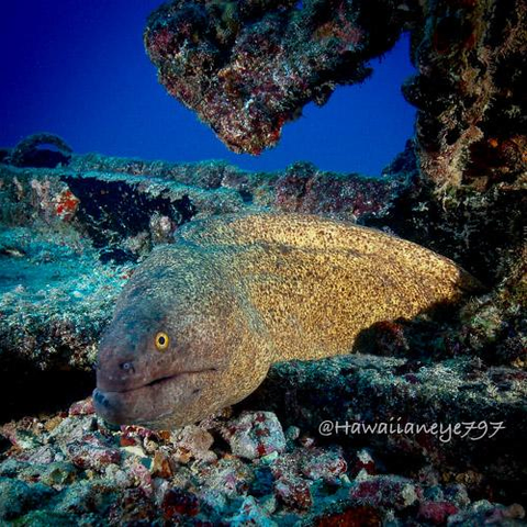 A large tan eel with fine mottled spots pauses in a crevice on an artificial reef (a sunken ship).  More than half its body is hidden in a hole. 