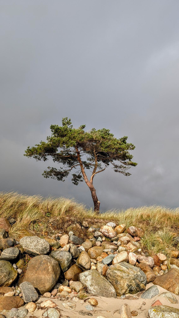 Eine einzelne Kiefer auf einer mit Granitsteinen befestigten Düne an der Ostsee. Die Kiefer ragt in den dunkelgrauen Himmel. Der Baum und die Düne wird aber von hinten von der Sonne gelb angeleuchtet, was einen schönen Kontrast ergibt.