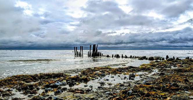 Das Bild zeigt eine Küstenlandschaft mit Buhnen an einem Strand. Der Strand ist mit Steinen, Sand und gelblich/grünen Algen bedeckt, während der Himmel von dunklen Wolken verhangen ist. Die Buhnen sind aus Holz, die an vielen Küsten der Nord- und Ostsee zu finden sind. Die Stämme für diese Buhne im Zentrum sind unterschiedlich lang und sehen wie eine abstrakte Skulptur im silbrigen Wasser aus.