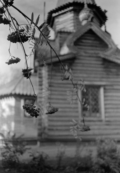 Close-up of a rowan tree branch with fruits against the background of a wooden church.