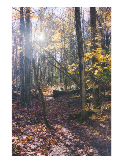 Sunlit trail through leaf covered ground in the Canadian woods