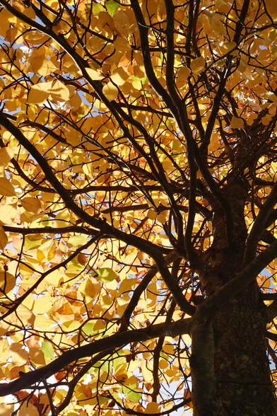 Vu du pied d'un arbre, le feuillage majoritairement jaune filtre le soleil