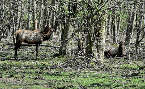 Elk herd while out hiking - taken near Enumclaw, WA, Mt. Peak area. #enumclaw #washington #elk #nature #photography #photo #naturephotography #wildlife #critters 