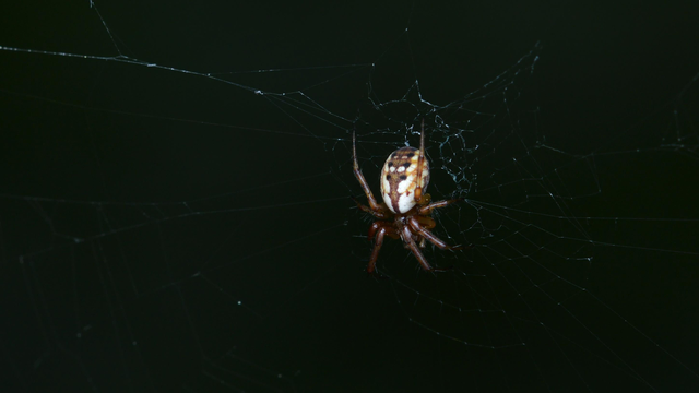 A photo of a tuft-legged orbweaver in a web.