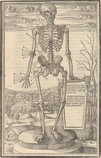 Anatomical drawing of a skeleton  