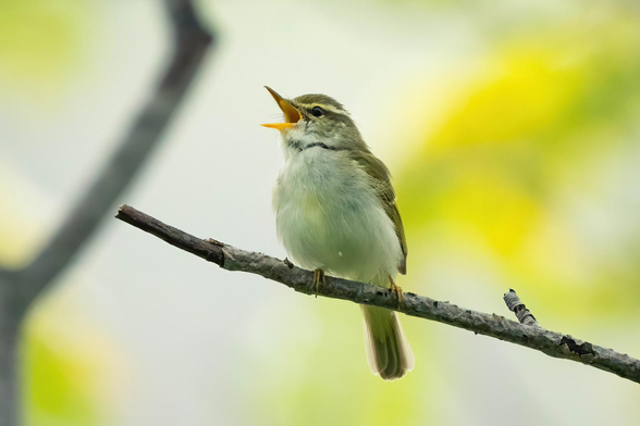 A photo of an Eastern Crowned Warbler. It is a small grey, brown, and olive colored bird, which is perched on a lone twig and has its mouth wide open in song.