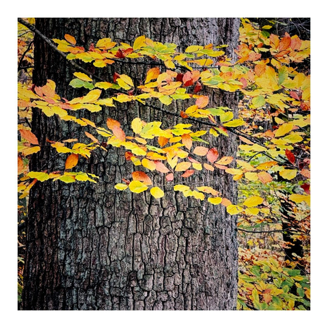 Dicker Baumstamm und davor ein Zweig mit herbstlich gefärbten Blättern 