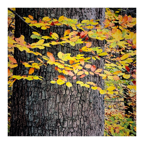 Dicker Baumstamm und davor ein Zweig mit herbstlich gefärbten Blättern