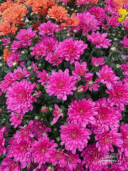 Vibrant Pink Chrysanthemums