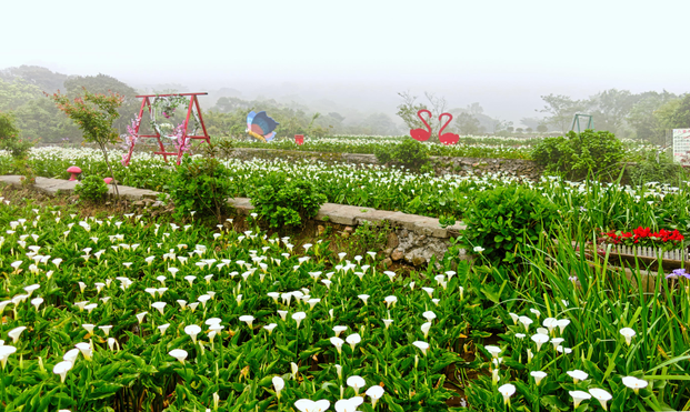 Field of white lilies with playground-like structures scattered about.