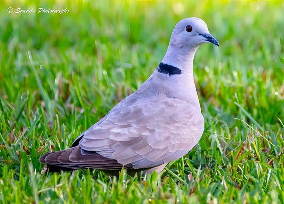 "A single Eurasian collared dove stands poised on a lush carpet of green grass, its body angled slightly to the left, as if mid-thought or mid-turn. The dove’s plumage is a soft, dusty gray with hints of warm beige, like faded parchment kissed by morning light. Its feathers lie smooth and orderly, each one a quiet testament to nature’s precision.

The most striking feature is the bold black collar—a crescent-shaped marking that arcs across the back of its neck like a ceremonial sash, distinguishing it from other doves. This collar feels almost mythic, as if the bird were dressed for a rite of passage or a sovereign dispatch.

Its eye is dark, round, and glistening, set against a pale facial canvas, giving it a look of gentle alertness. The beak is short and neat, a soft charcoal tone that blends into the dove’s muted palette. The legs, barely visible beneath its body, are a subtle pinkish hue, nestled in the blades of grass.

The grass itself is vibrant and fresh, each blade catching the light in a slightly different shade of green—some emerald, some lime—creating a textured, living backdrop that makes the dove’s quiet colors stand out with dignified contrast. There are no distractions, no other animals or objects—just the dove and the earth, in quiet communion.

The overall mood is peaceful, ceremonial, and intimate—like a moment paused in nature’s ledger, waiting to be annotated." - Microsoft Copilot