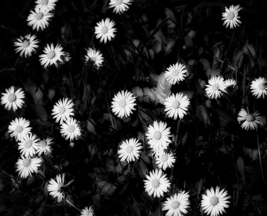 Ein Schwarzweißfoto auf dem viele kleine weiße Blüten von Gänseblümchen zu sehen sind.