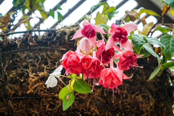 The image shows a close-up of a cluster of fuchsia flowers. The flowers have a vibrant color combination of deep purple, pink, and white. The petals are delicate and have a slightly ruffled appearance, with long, trailing stamens extending downwards. Green leaves are interspersed among the flowers, adding a contrasting element to the composition. The flowers appear to be growing on a bed of dark brown moss, with a blurred background of what looks like a greenhouse structure. There is no text present in the image.

Provided by @altbot, generated privately and locally using Gemma3:12b