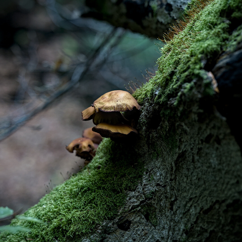 Mushrooms on a dead tree. Blurred valley in the background