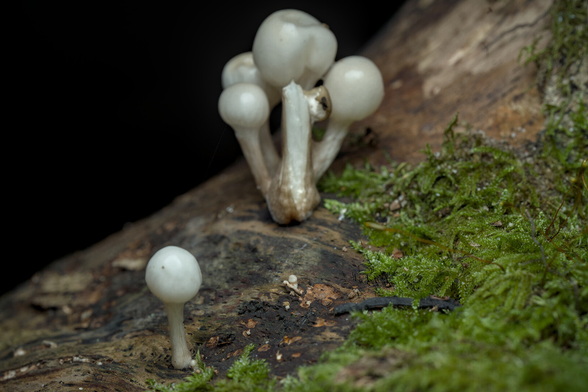 Lone mushroom with a cluster of mushrooms in the background