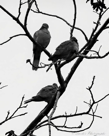 "Three birds—likely Eurasian collared doves—perch solemnly on the bare, skeletal branches of a leafless tree. The photograph is rendered in black and white, stripping away color to reveal the stark drama of form, shadow, and silence. Each dove is positioned at a different height and angle, as if marking separate stations in a quiet vigil. Their bodies are slightly hunched, feathers puffed against the chill, suggesting a shared anticipation—perhaps of an approaching storm, or the weight of seasonal change.

The tree itself is a lattice of thin, reaching limbs, mostly stripped of leaves, with only a few clinging remnants. These branches stretch upward and outward like open arms or antennae, scanning the sky for signs. The background is a pale, overcast sky—blank and luminous—casting the birds and branches into sharp silhouette. There’s no visible horizon, no ground, no distraction. Just the geometry of survival and stillness.

The birds do not face each other. Each seems to be looking outward, as if guarding a different quadrant of the sky. Their postures evoke quiet endurance, a kind of feathered stoicism. The absence of color heightens the emotional resonance: this is not a cheerful scene, but a contemplative one. It feels like a moment suspended in time—between weather systems, between migrations, between thresholds.

The watermark in the bottom right corner reads “Swede’s Photographs” anchoring the image in authorship but not intruding on its solemnity." - Microsoft Copilot