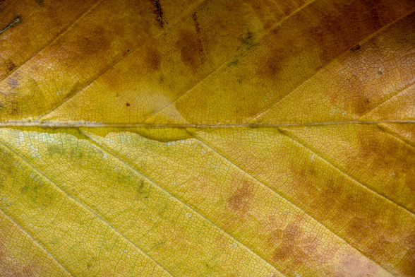 Leaf