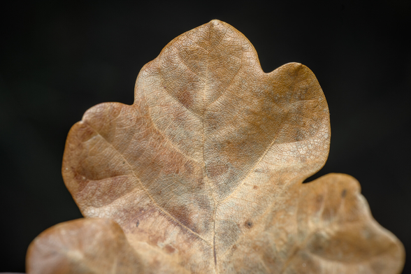 Leaf