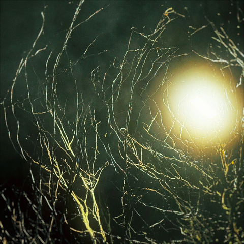 A bright light shines through creepy dead tree branches on a foggy night.