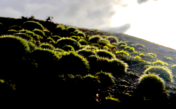 Moospolster im Gegenlicht