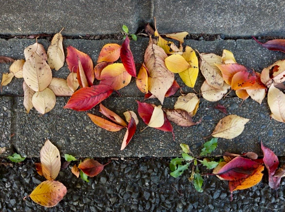 A single green weed surrounded by fallen leaves on the path. Shades of yellows, orange, ochre, burnished plum. Grey concrete brick background. Autumn concentrate. 
