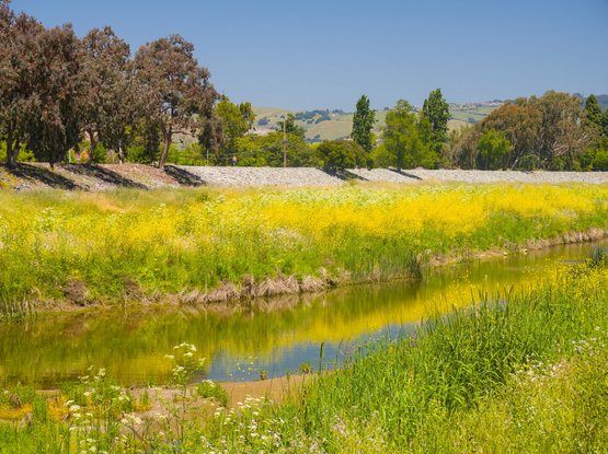 A calm little river is lined by yellow mustard flowers