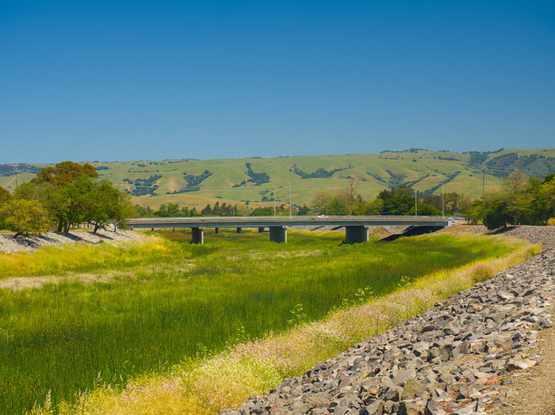 A river that looks more like a green grassland passes under a highway bridge, leading to a green grassy mountain that only has trees in the valleys. The river is lined with yellow mustard flowers, and is encased by artificial rocks.