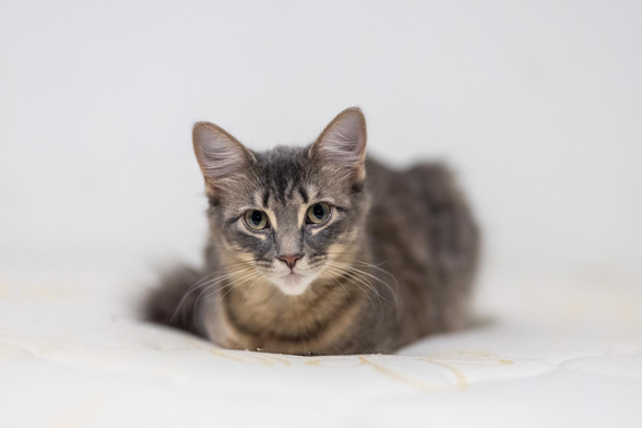 Look at how much Luna has matured! I miss my little ball of fluff but I love the young lady she has become