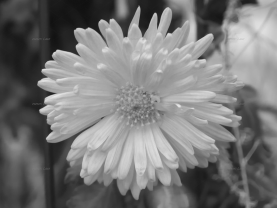 Flower, closeup, black and white, photo