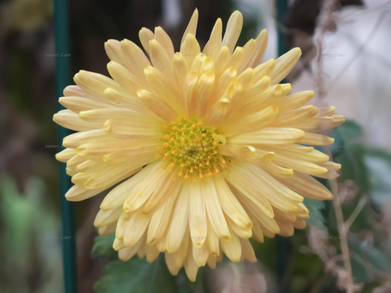 Flower, closeup, color, photo