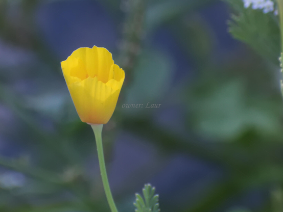 Flower, closeup, color, photo