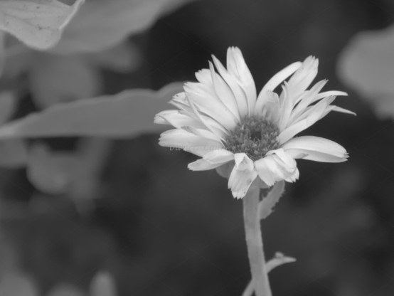 Flower, closeup, black and white, photo
