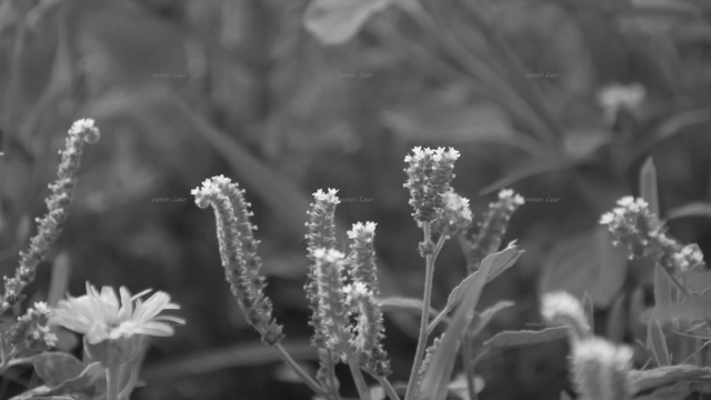 Flowers, black and white, photo