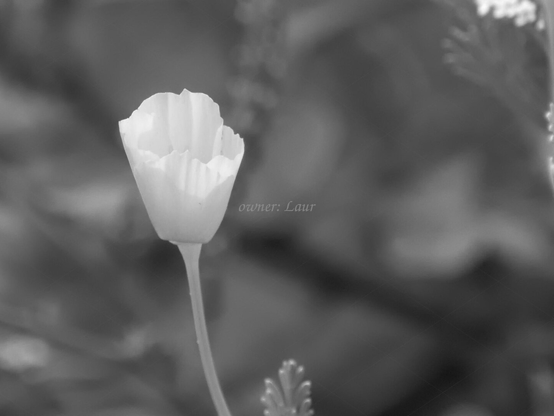 Flower, closeup, black and white, photo