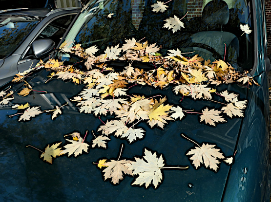 Foto van gevallen bladeren op motorkap en voorruit van auto
