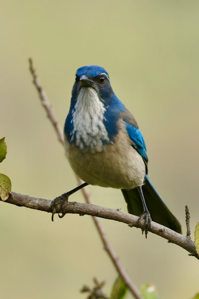 a blue bird seems to have a long white beard.