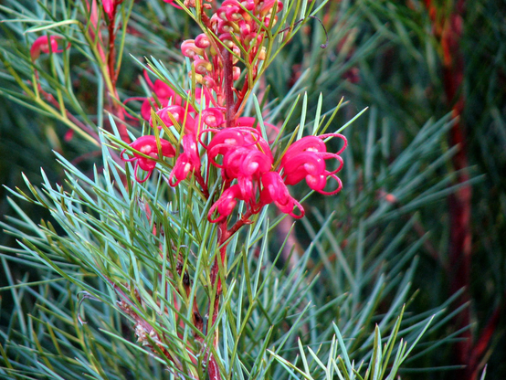 Grevillea Bon Accord (Grevillea johnsonii x wilsonii 'Bon Accord')

Native medium-large flowering shrub with nectar-rich vibrant red-pink flowers, which form in winter and bloom through spring and early summer. Leaves are long, fine and slender, bronze when new. It is a hybrid of west coast and east coast species, which gives it more resilience and adaptability to different climates. Their nectar-rich flowers are excellent for attracting birds and butterflies.
Image source: The Nerdy Gardener
