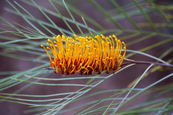 Grevillea Yamba Sunshine (Proteaceae – Spider Flower)

Large, soft yellow flower spikes appear throughout the year, attracting native wildlife, bees, nectar-eating birds and butterflies. This tough native shrub to small tree is drought and frost tolerant. Native Australian birds, especially Lorikeets, absolutely love it. An ideal plant for supporting a variety of wildlife.
Image source: Dave’s Garden, ‘Living off the Edge’.

