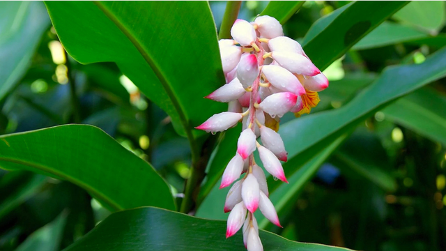 Green Shell Ginger (Alpinia zerumbet upright form)

This tall, upright subtropical understory plant has large deep green leaves and pink and white bicolour shell-like flowers with golden centres. In full bloom, the inside of the flower is a fiery explosion of hot red and electric yellow. These especially beautiful flowers are pollinated by bees, birds and fruit bats. Highly aromatic, the blooms are also used for essential oils.
Image Source: Katie Hess, flower alchemist
