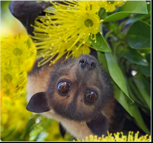 Midsummer Visitors #1
Flying-Fox, (suborder Yinpterochiroptera) a genus of megabats (also known as fruit bats) are the largest members of the bat family. They are nomadic mammals that travel across large areas of Australia, feeding on native blossoms and fruits, spreading seeds and pollinating native plants. They feed mainly at night on nectar, pollen and fruit and will also feed on flowering and fruiting plants in gardens and orchards. 

They are vital to the health and regeneration of Australian native forests because they can transport pollen over vast distances and are also able to disperse larger seeds.
Flying-fox mothers typically give birth to one baby every year. Newborns are entirely dependent on their mothers in the first few months of life. They cling to her when she flies out from camp to feed at night.
Of the tree flying-fox species found in NSW (Black, Little Red and Grey-headed), the Grey-headed flying-fox is the most vulnerable species because it competes with humans for prime coastal habitat along the south-east Queensland, NSW and Victorian coasts.

A young brownish flying fox hangs upside down feeding on nectar amongst the yellow fluffy flowers of a gum tree in summer bloom.