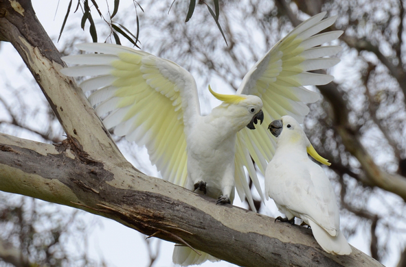 Midsummer Visitors #3

The Sulphur-crested Cockatoo (Cacatua galerita) is a large white parrot. It has a dark grey-black bill, a distinctive sulphur-yellow crest and a yellow wash on the underside of the wings. Sexes are similar, although the female can be separated at close range by its red-brown eye (darker brown in the male). This is a noisy and conspicuous cockatoo, both at rest and in flight. They feed on Berries, seeds, nuts, and fruit, and live long lives of between 40 – 100 years.

An adult cockatoo with wings outstretched feeds a younger family member as they perch together on the mottled grey trunk of a gum tree.

