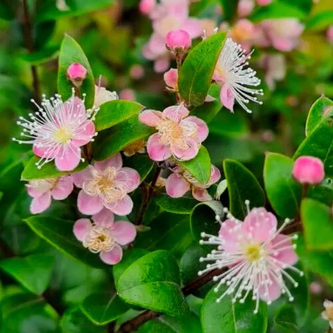 Austromyrtus Blush - pink midgem berry (Midyim or Sand Berry). A pink-flowering version of the classic bushtucker midgen berry bush. Its small white berries are perhaps the sweetest of the Australian bush fruits. Small pink flowers grow from a green leafed bush, their white pollen spikes splaying out from yellow centres.