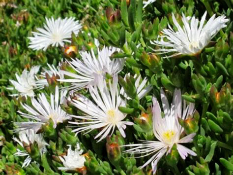 Mesembryanthemum alba - white pigface, ice plant. A low-growing carpet-forming succulent with slender fleshy green leaves and shiny white daisy flowers. Great for xeriscaping. Leaves and stems are edible bushtucker.