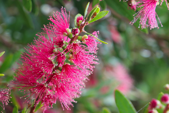 Callistemon Candy Burst. A compact ‘bottle brush’ native shrub whose rich deep plummy-magenta-pink flowers lure nectar-loving birds.