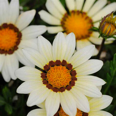 Gazania rigens White. Originally from the Cape of Southern Africa, this hardy spreading groundcover produces masses of creamy white medium-large daisy-like flowers that attract bees and other pollinators. 