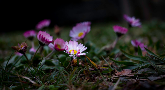 Das Foto zeigt ganz kleine Gänseblümchen die in Weiss und Violett ganz nah am Boden blühen. 
