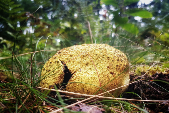 A highly textured, golden-yellow, round fungus (possibly a type of puffball or earthball) dominates the foreground, sitting low to the ground amongst blades of grass, moss, and dead pine needles. A dark, vertical crack splits the centre of the fungus. The background is a soft, blurry mix of dark greens and browns from the surrounding woodland foliage.